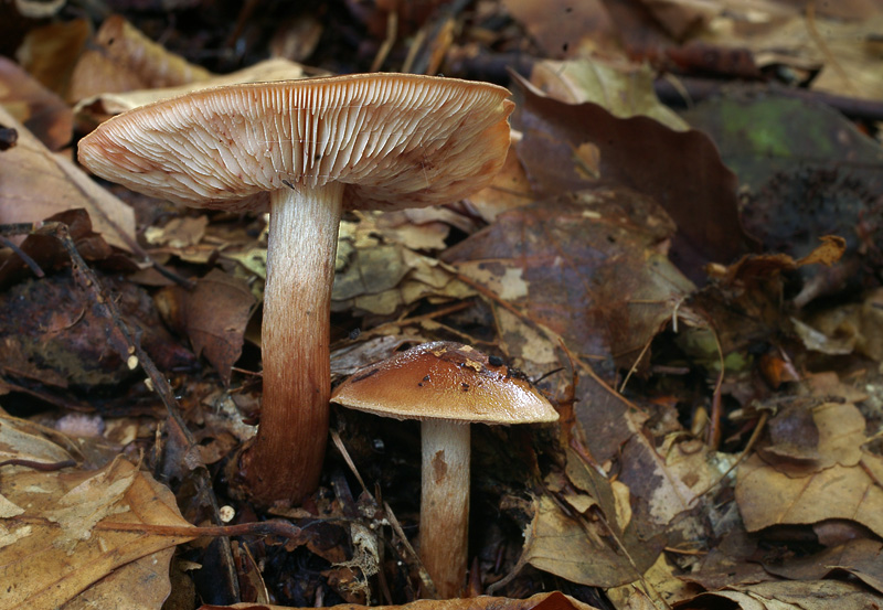 Tricholoma ustale